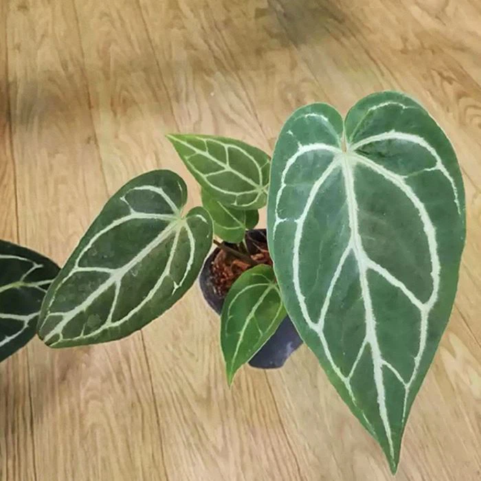 Anthurium Crystallinum Magnificum