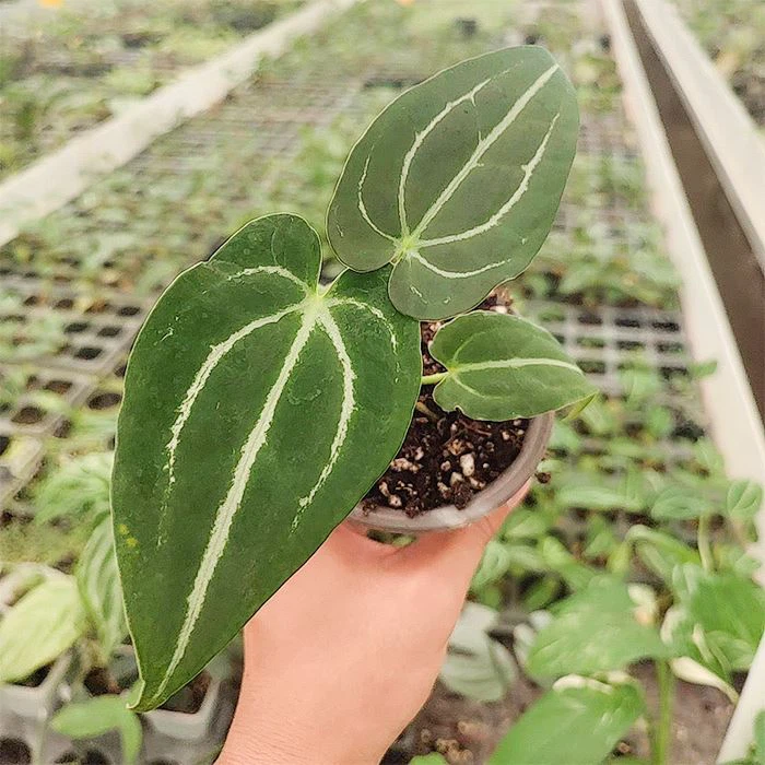 Anthurium Crystallinum Magnificum
