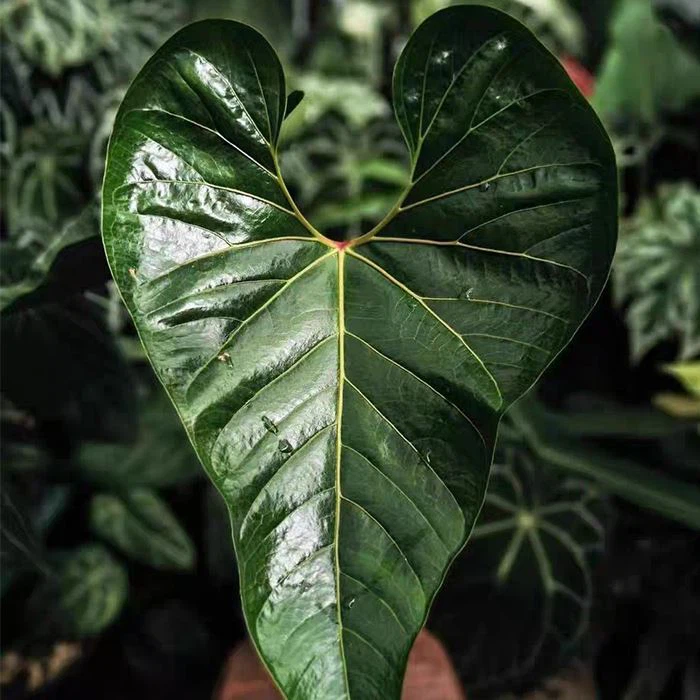 Anthurium Decipiens