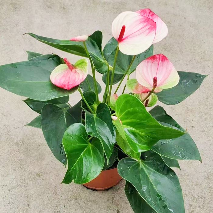 Anthurium Mystique
