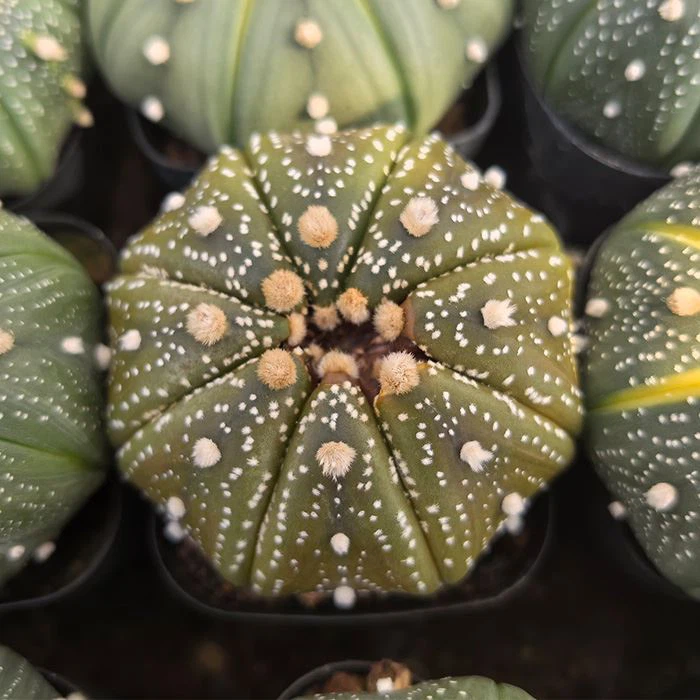astrophytum variegated