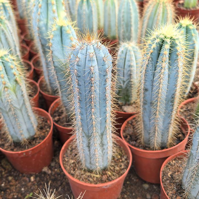 cereus blue cactus