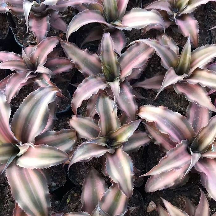 Bromeliad Cryptanthus Bivittatus