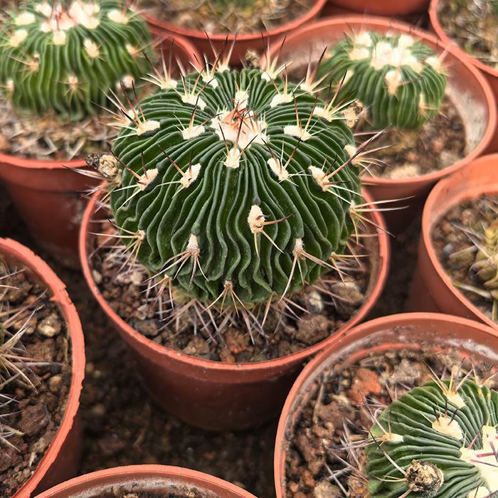 echinofossulocactus multicostatus cactus