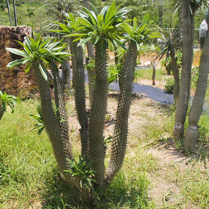 pachypodium lamerei care