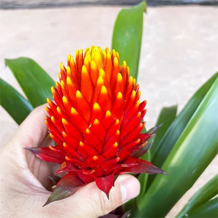 Guzmania Crown Flowering Plant