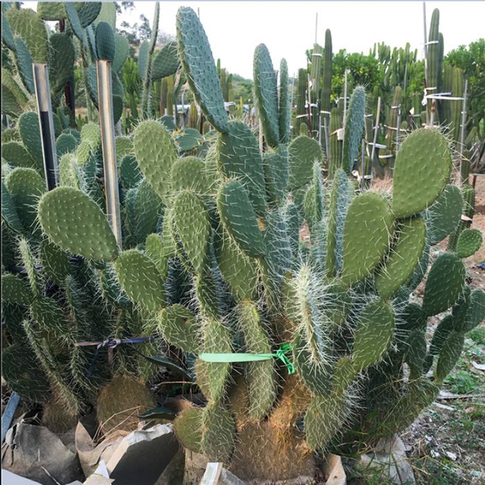 Opuntia leucotricha