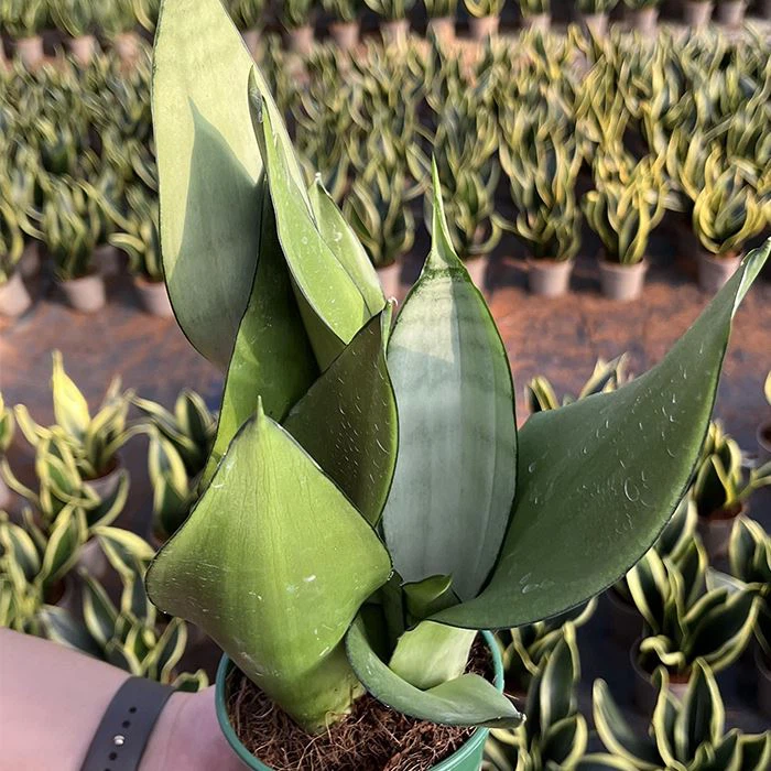 Sansevieria Trifasciata Var Moonshine
