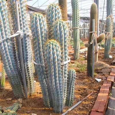 Browningia Hertlingiana Cereus Azul