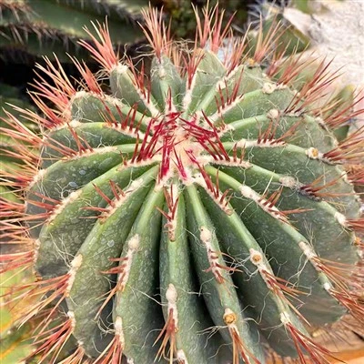 Ferocactus Stainesii Var Pilosus