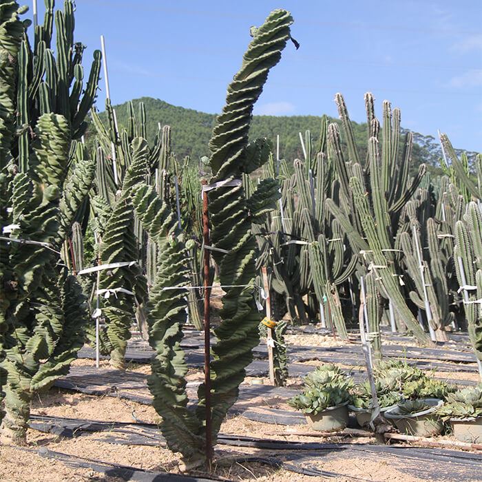 Cactus Espiral Cereus Forbesii Spiralis