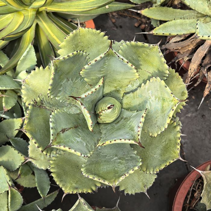 Agave Isthmensis