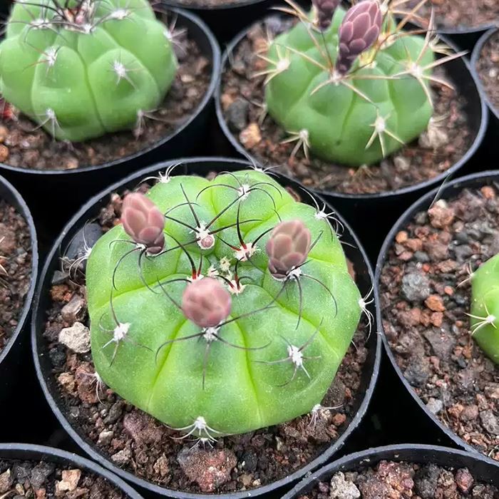 Gymnocalycium Chiquitanum