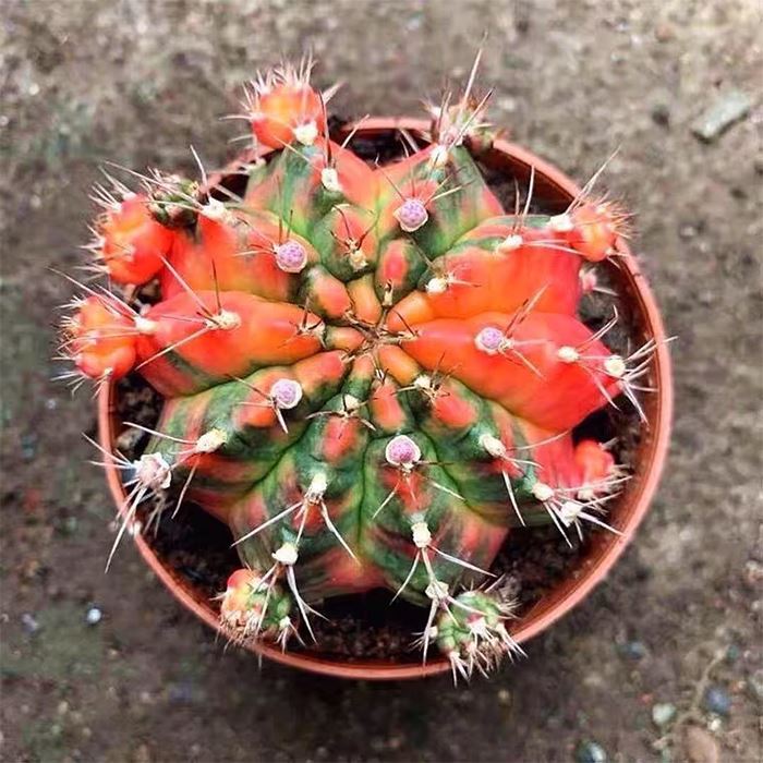 Gymnocalycium Mihanovichii Brillo