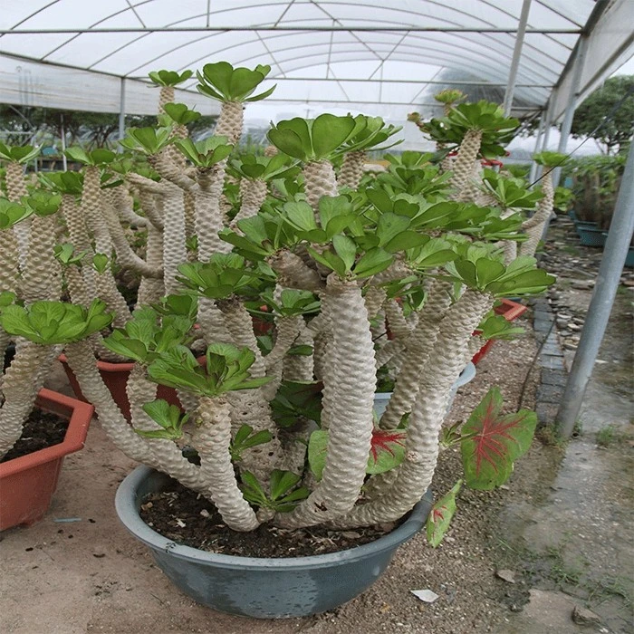 euphorbia poissonii