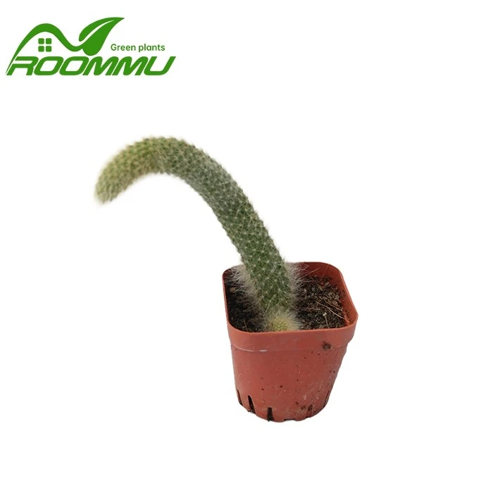 Monkey cactus