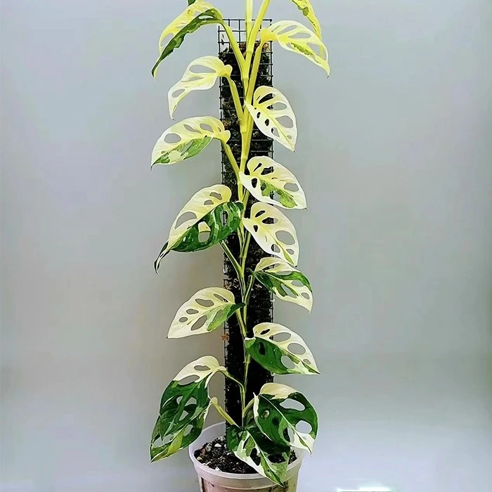 Precio de la planta Monstera Adansonii 'Japanese Tricolor' de China -  Servicio mayorista