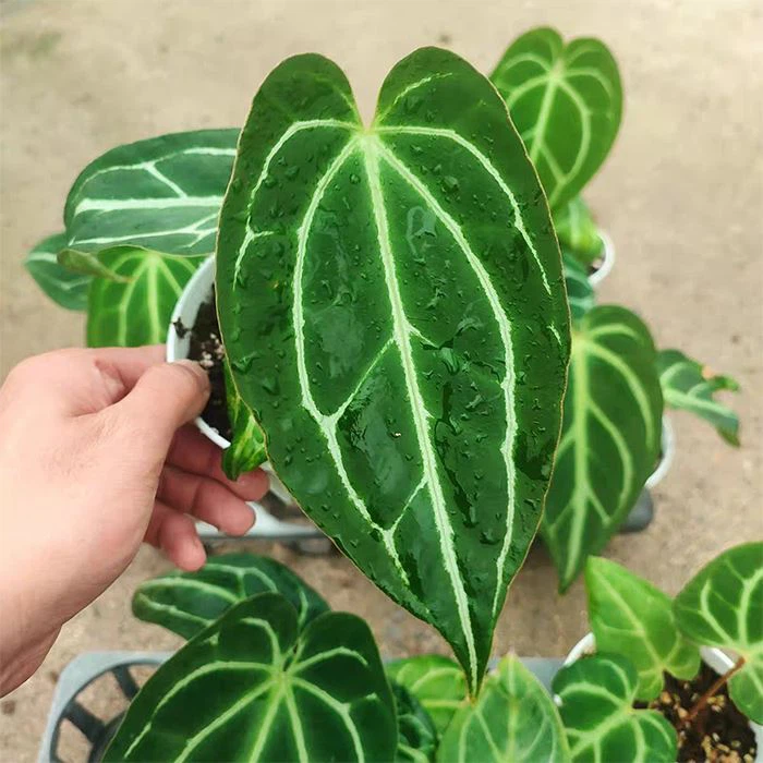 Anthurium cristalino magnífico