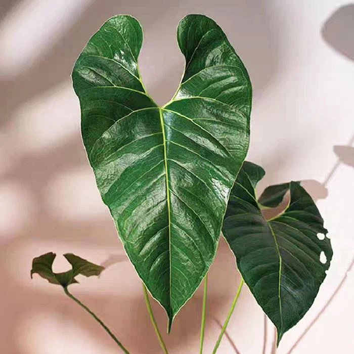 Anturio Decipiens
