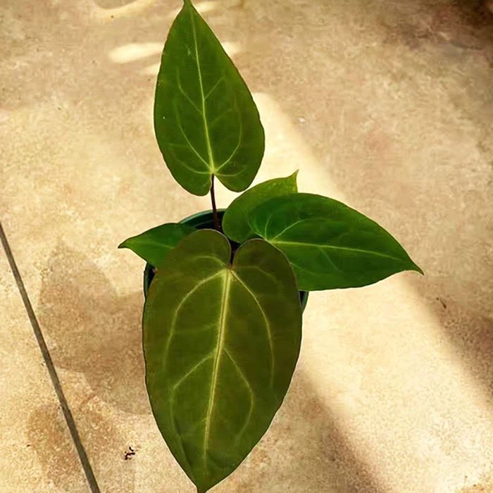 Planta Anthurium dressleri