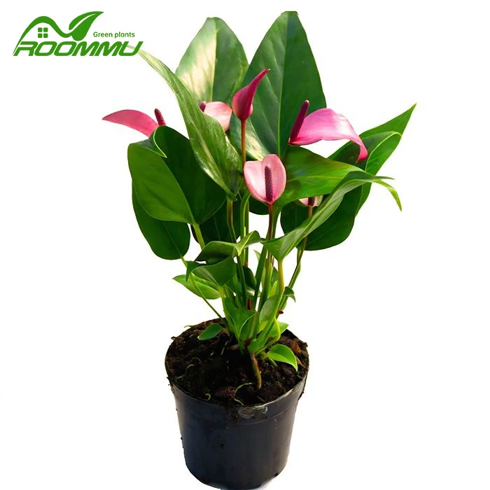 Anthurium Karma Púrpura