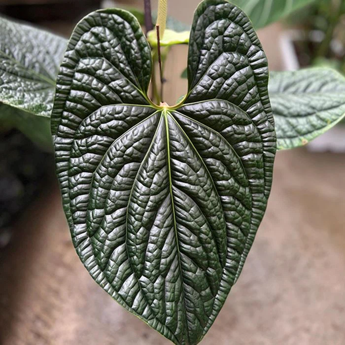 Planta lujosa de Anthurium