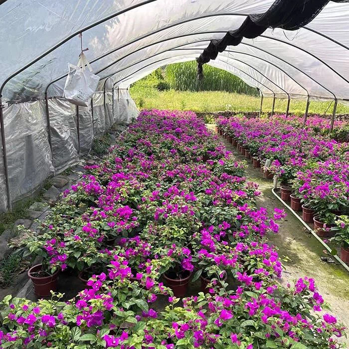 bougainvillea glabra alexandra