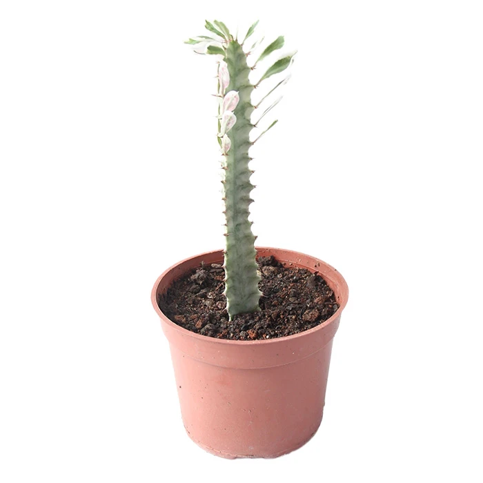 FOLIAGEMS Plantas de cactus suculentas vivas de USKC (maceta de 4 pulgadas) (Euphorbia Trigona Rubra/árbol de leche africana FOLIAGEMS Plantas de cactus suculentas vivas de USKC (maceta de 4 pulgadas) (Euphorbia Trigona Rubra/árbol de leche africana