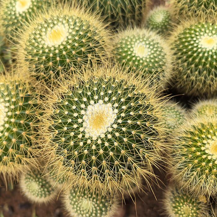 Parodia Schumanniana