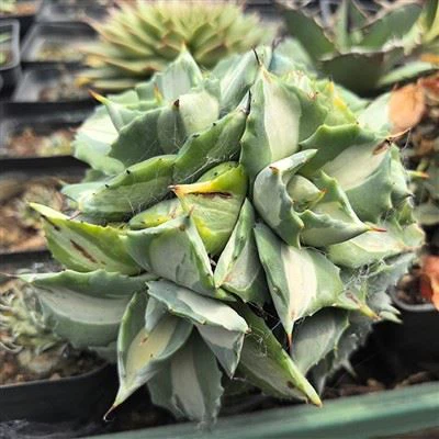 Agave Potatorum Var Verschaffeltii Cv Shoji Raijin