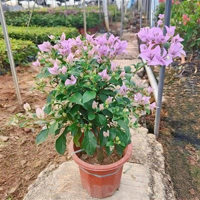 Buganvilla 'Señora Eva'