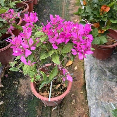 Buganvilla Peruana 'Ángel'