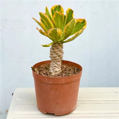 Euphorbia Poissonii 'Variegata'