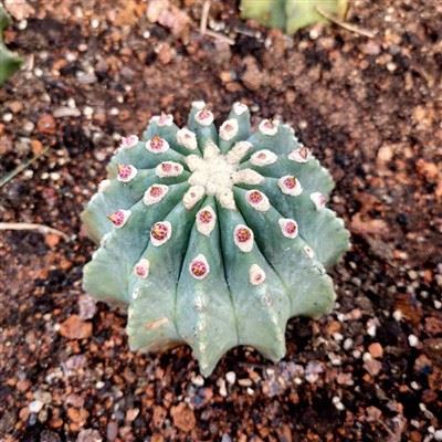 Ferocactus Glaucescens Forma Nuda