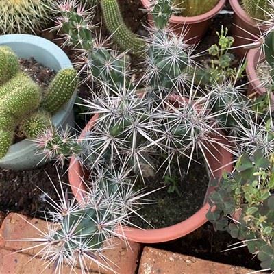 Grusonia Invicta