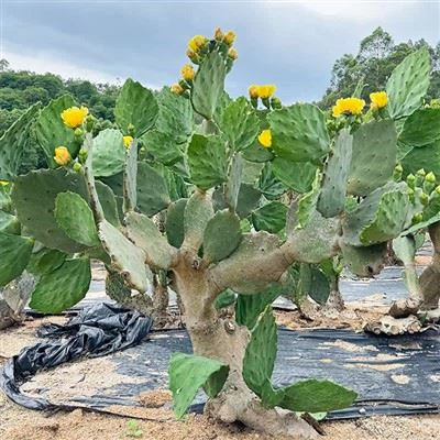 Opuntia Gomei 'Viejo México'