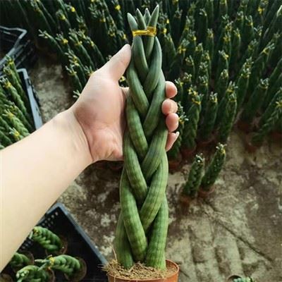 Sansevieria Cilíndrica Trenzada