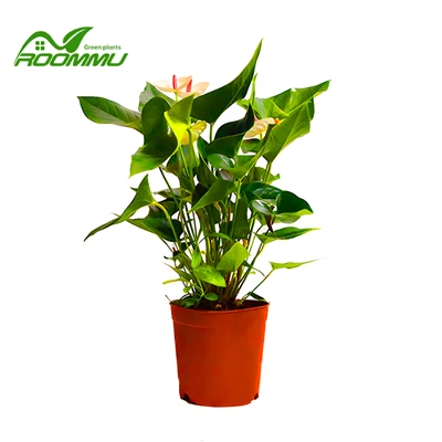 Flamenco blanco anturio